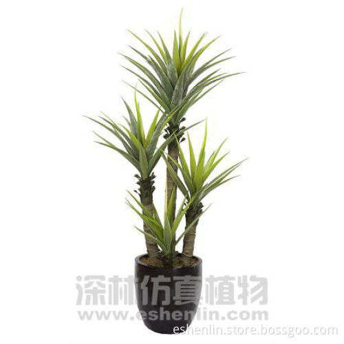Gladiolus